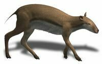 Artists reconstruction of Leptomeryx.  By Nobu Tamura (http://spinops.blogspot.com)